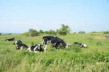 Group of danish black-and-white cattle dazin in the sun on a meadow