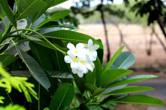 Beautiful White Flower in the Garden