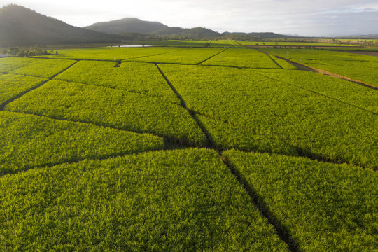 Aerial view over plantation of sugar canes agriculutural landscape in tropical wonderland.