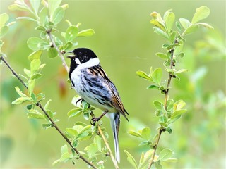 Reed Bunting, in Staveley, North Yorkshire, England