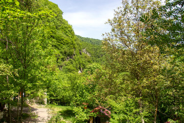Fototapeta na wymiar House in the green forest