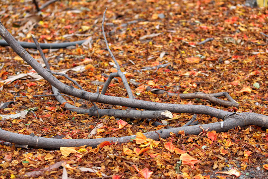 Yellow and Red Fallen Leaves On Ground