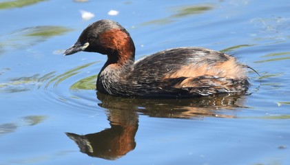 Little Grebe, Rainham Marshes, Essex