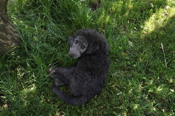 lovley puppy, Labrador and poodle mix