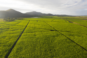 Aerial view over plantation of sugar canes agriculutural landscape in tropical wonderland.