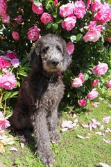 Labardoodle three month old wiht roses