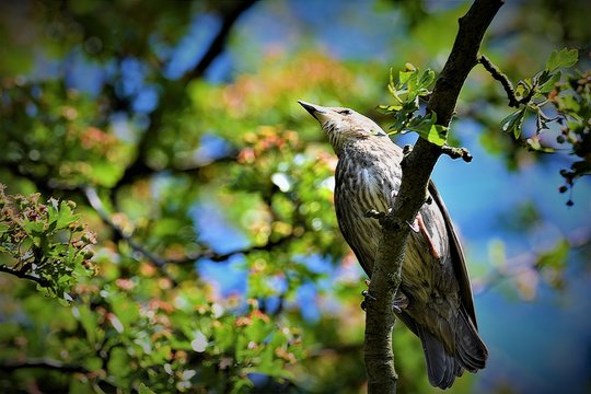 Juvenile starling on a branch