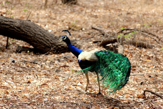 Beautiful peacock in the forest