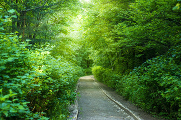 Fototapeta premium Cozy little path in the park between green trees