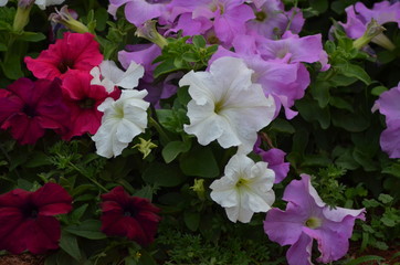 pink flowers in the garden