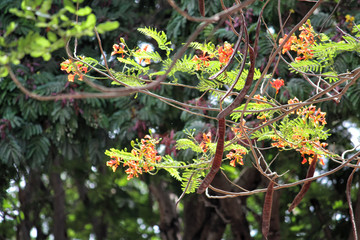 Best Spring- Colorful Flower Tree