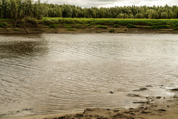 Muddy shores of the North river. The opposite Bank is covered with tall grass and willow bushes.