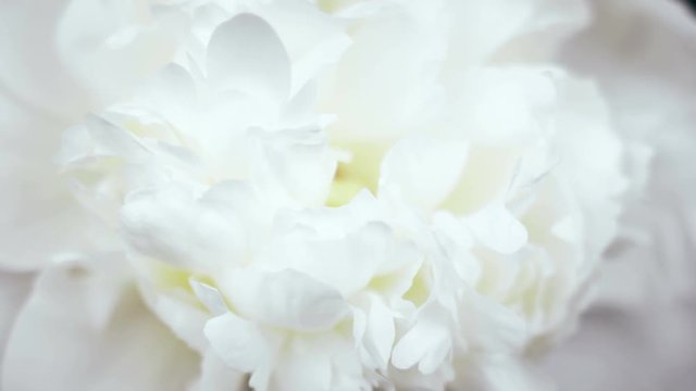 Beautiful white Peony background. Blooming peony flower open, time lapse, close-up. Wedding backdrop, Valentine's Day concept. 4K UHD video timelapse