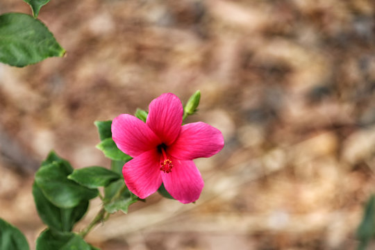 Beautiful Pink Flower in the Garden