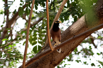 Bird taking some sticks in its beak