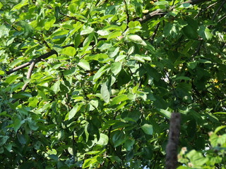 green leaves of tree in spring
