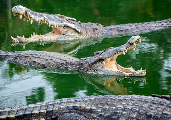 Crocodiles are opening their mouths in the swamps.