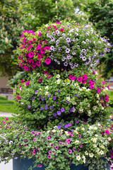 Obraz premium Kolorowe rośliny uliczne z różnymi kolorowymi petuniami