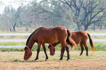 Horses are resting in the natural atmosphere.