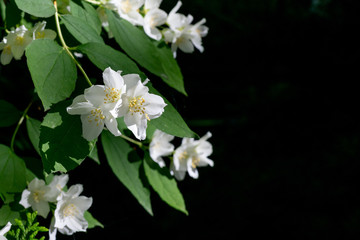A branch of blooming jasmine.