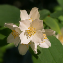 White June flowers.