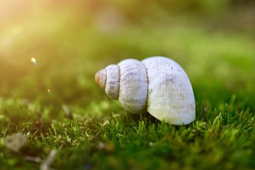white snail on the ground in the garden in the nature