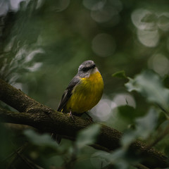 Eastern Yellow Robin perching on a branch.