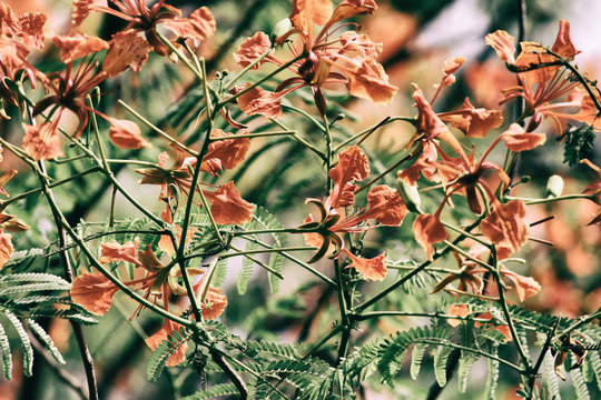 Beautiful looking Color Tree During Summer