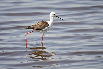 Female Black Winged Stilt on the move, Reserve Palud, Croatia