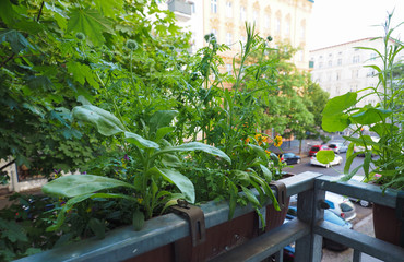 houseplants on balcony