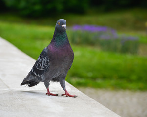 Pigeon in the park