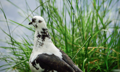 Dove at the shore of lake