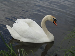 Obraz premium white swan