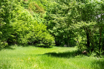 Green beautiful forest early in the morning