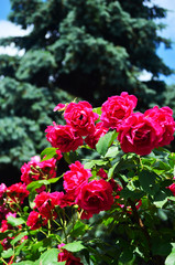 Fototapeta na wymiar Bushes of red flowers, roses