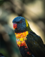 Rainbow Lorikeet perching on a branch.