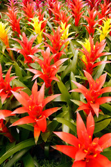 Obraz premium Guzmania hybr. for sale in a garden center. 