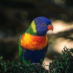 Rainbow Lorikeet close up in a tree.
