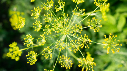 Dill in the garden. Close-up. Culinary herb. Dill umbrella. Spice plant.