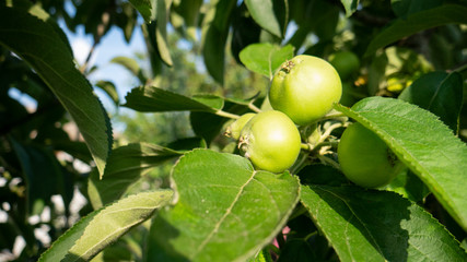 Green unripe apples. Harvest in the garden. Growing apples