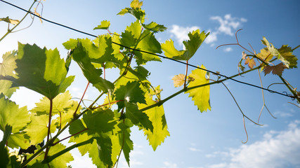 A branch of grapes against the blue sky. Grape leaves