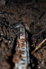 Decay