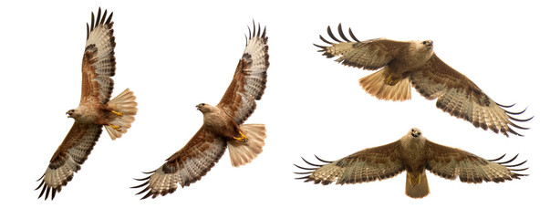 Birds of prey - Set of Long legged buzzard, Buteo rufinus, in flight. Isolated on white - obrazy, fototapety, plakaty