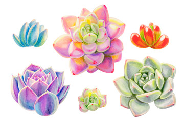 Set of beautiful colorful succulents.  Decorative plants. Floral print. Marker drawing. Watercolor painting. Beautiful houseplants. Greeting card. Flower painted background. Hand drawn illustration.