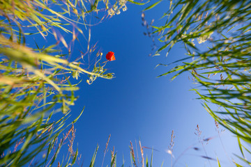 Wiese Gras Blick in den Himmel mit Mohn von unten