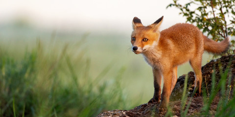 Young red Fox stands on a rock in the grass