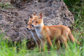 Naklejka na ściany i meble Two young red Foxes stands in the grass near his hole