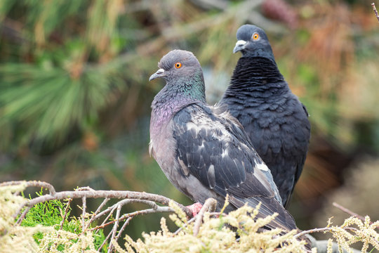 Dove. Two pigeons sitting on a coniferous branch