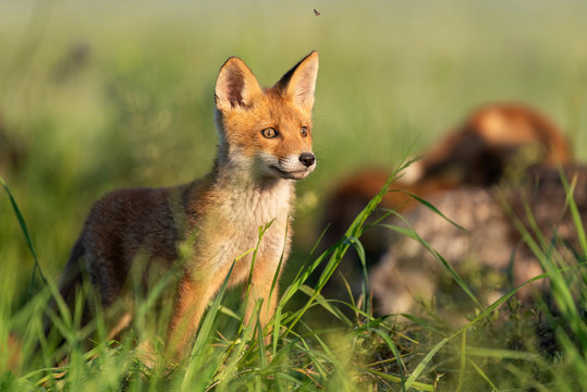 Young red Fox stands in the grass on a beautiful light