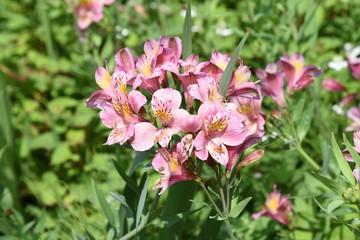 Fototapeta premium Alstromeria (Peruvian lily / Lily of the Incas) is rich in flower color.